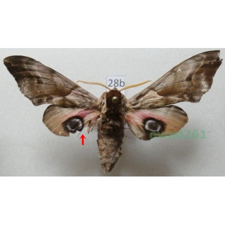 Smerinthus ocellata (Linnaeus, 1758) Czech 62mm28b